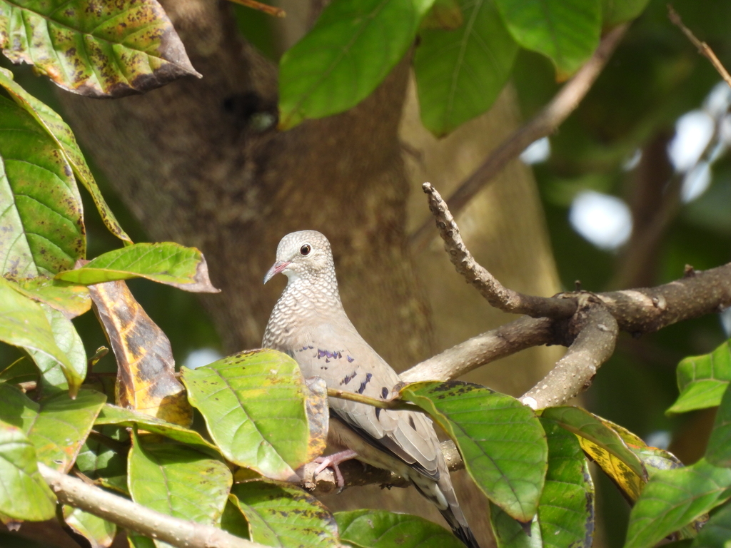 Common Ground Dove from Hoyo Mulas, Carolina, Puerto Rico on November ...