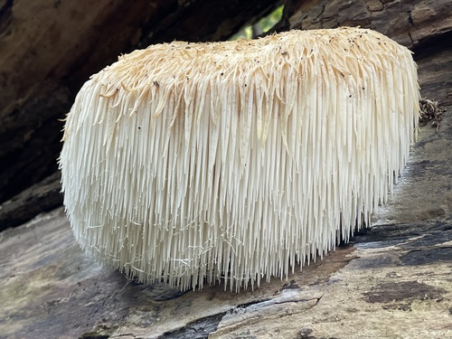 Hericium erinaceus (Bull.) Pers.