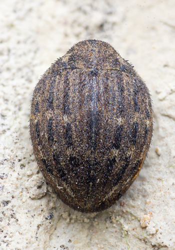 Porcinolus