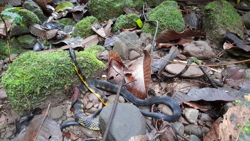 Tropidonophis halmahericus · iNaturalist