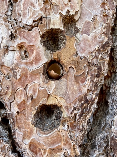 iNaturalist observation photo of Western Ponderosa Pine