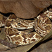Venezuelan Rattlesnake - Photo (c) Juan David Jiménez-Bolaño, all rights reserved, uploaded by Juan David Jiménez-Bolaño