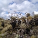 Espeletia standleyana - Photo (c) Joseantoniosierra Sierra, todos los derechos reservados, subido por Joseantoniosierra Sierra