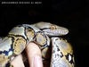 Greater Reticulated Python - Photo (c) Muhammad Bintang Al Wasi, all rights reserved, uploaded by Muhammad Bintang Al Wasi