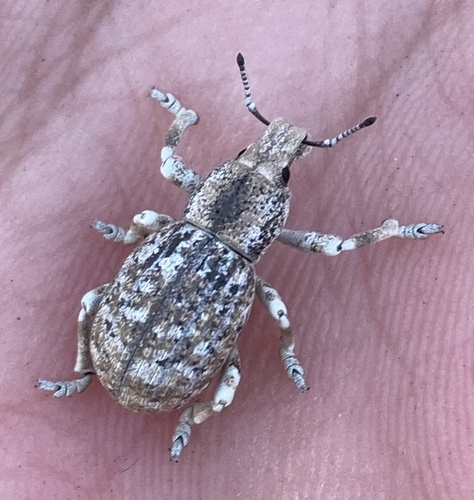 Sortidus (Ophryastes sordidus)