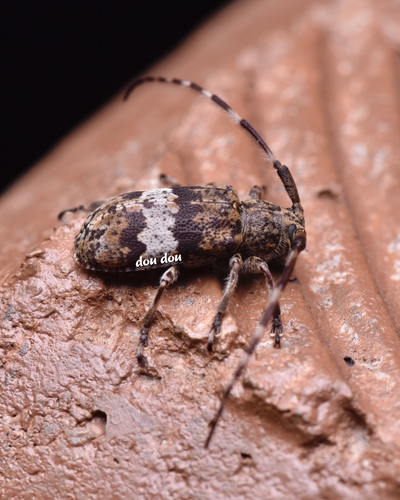 Subgenus Falsomesosella · iNaturalist