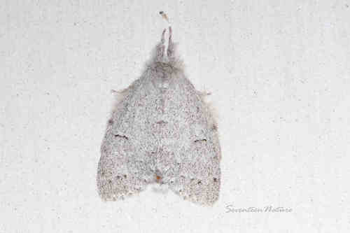 Cnethodonta