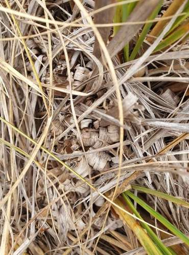 Chionochloa flavescens ssp. flavescens