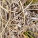 Chionochloa flavescens flavescens - Photo (c) Ruby Collier, all rights reserved, uploaded by Ruby Collier