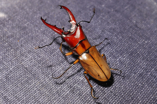 Cyclommatus strigiceps