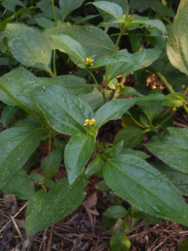 Nodeweed