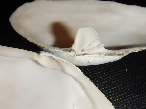 Soft-shelled Clam