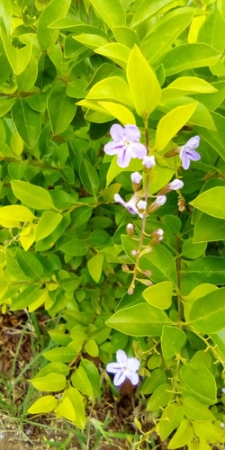 Duranta image
