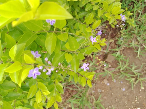 Duranta image