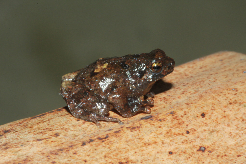Black-throated Climbing Frog