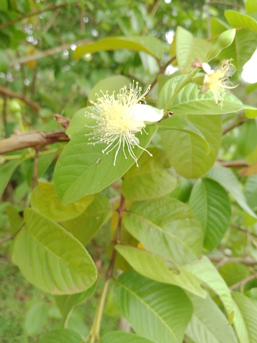 Myrtaceae image
