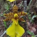 Oncidium graminifolium - Photo (c) Nicolás Zúniga Serrano, כל הזכויות שמורות, הועלה על ידי Nicolás Zúniga Serrano