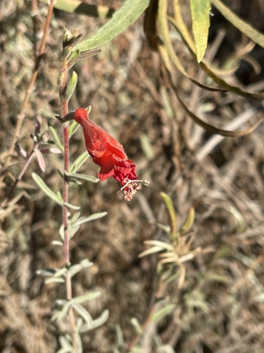 iNaturalist observation photo of California fuchsia