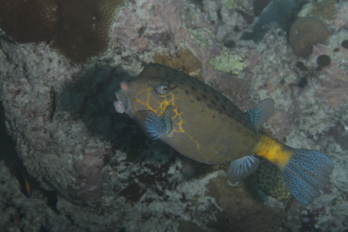 Yellow Boxfish — seen at this dive site