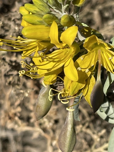 iNaturalist observation photo of Bladderpod