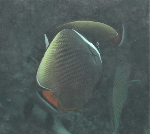 Red-tailed Butterflyfish — seen at this dive site