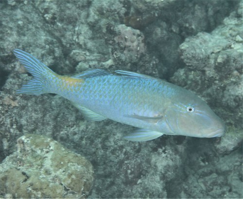 Goldsaddle Goatfish — seen at this dive site