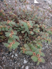 Euphorbia hirta image