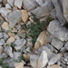 Heracleum pumilum - Photo (c) Christophe Girod, όλα τα δικαιώματα διατηρούνται, uploaded by Christophe Girod