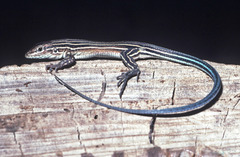 Image of Aspidoscelis deppii