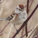 American Tree Sparrow - Photo (c) Michael Gallo, all rights reserved, uploaded by Michael Gallo