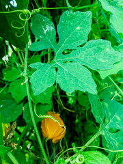 Momordica charantia image
