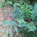 Polystichum platylepis - Photo 由 Romulo Cenci 所上傳的 (c) Romulo Cenci，保留所有權利