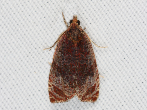 Olethreutes bicoloranum