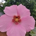 Hibiscus mutabilis - Photo (c) Amilkar Vernaza, όλα τα δικαιώματα διατηρούνται, uploaded by Amilkar Vernaza