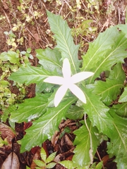 Hippobroma longiflora image