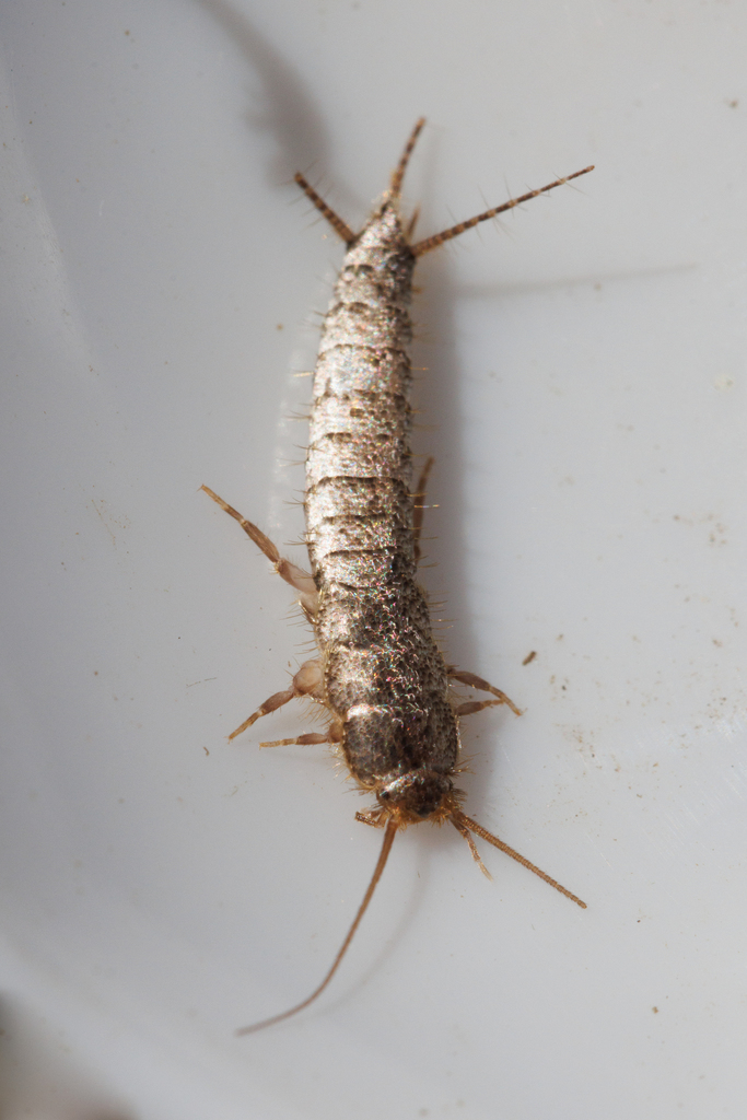 Typical Silverfishes (Invertebrates of Foothills Nature Preserve ...