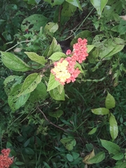 Lantana camara image