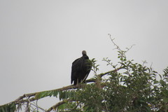 Coragyps atratus image