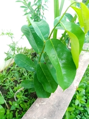 Annona muricata image