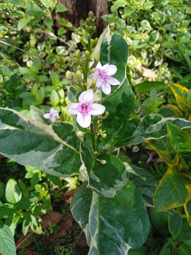 Pseuderanthemum image