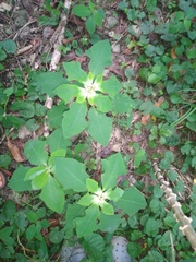 Euphorbia heterophylla image