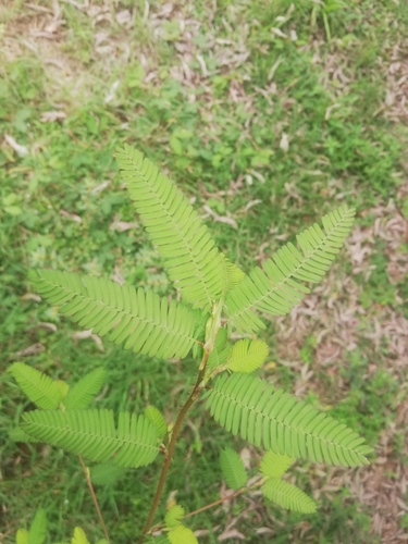 Chamaecrista nictitans image