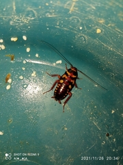 Periplaneta australasiae image