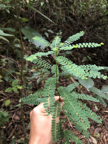 Phyllanthus niruri image