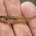 Cheekspot Goby - Photo (c) prickly_sculpin, all rights reserved, uploaded by prickly_sculpin