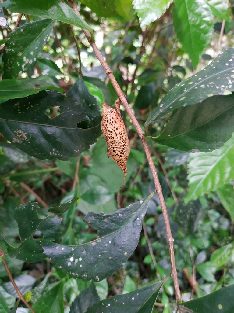 Butterflies And Moths From Ngantru, Dilem, Kec. Kepanjen, Malang, Jawa 