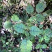 Rubus australis - Photo (c) Hannah Rogers, todos los derechos reservados, subido por Hannah Rogers