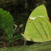 Mariposa Turquesa Falsa - Photo (c) Karen Nichols, todos los derechos reservados, subido por Karen Nichols