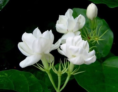 Arabian Jasmine