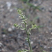 Corispermum mongolicum - Photo (c) Munkhtulga Dariganga, all rights reserved, uploaded by Munkhtulga Dariganga